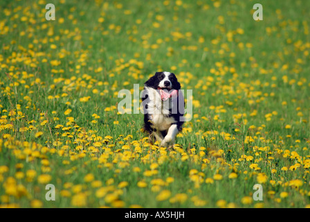 Border Collie in esecuzione dritto verso la fotocamera Foto Stock