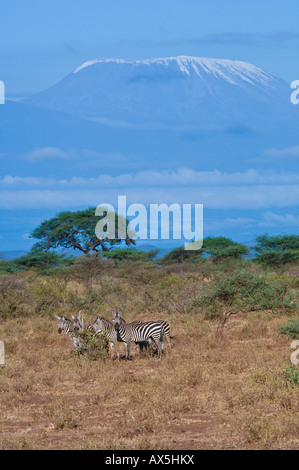 Zebre comune, pianure zebre (Equus quagga burchelli) con Mt. Kilimanjaro come sfondo, Tsavo National Park, Kenya, Africa Foto Stock