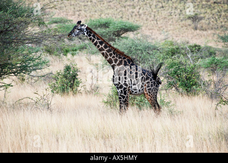 Giraffa Rothschild (giraffa rothschildi), Samburu National Park, Kenya, Africa Foto Stock