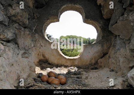 Unione Gheppio (Falco tinnunculus), sei uova in un nido in una chiesa torre Foto Stock
