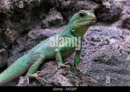 Acqua cinese Dragon (Physignathus cocincinus) Foto Stock