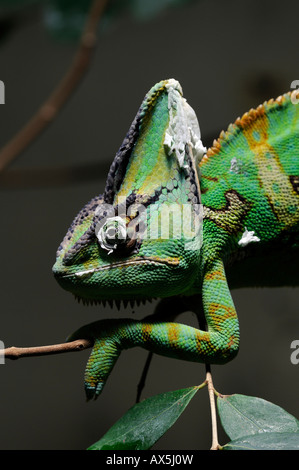 Camaleonte velato o Yemen Chameleon (Chamaeleo calyptratus) Foto Stock