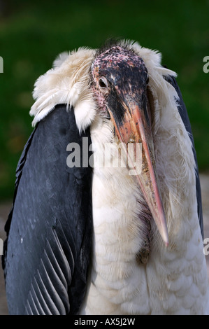 Marabou Stork (Leptoptilos crumeniferus) Foto Stock