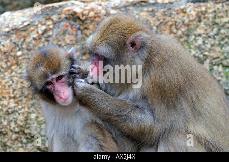 Macachi giapponesi o neve scimmie (Macaca fuscata) delousing uno un altro Foto Stock