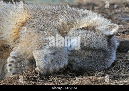 Knut l'orso polare (Ursus maritimus) dormire presso lo Zoo di Berlino, Berlino, Germania, Europa Foto Stock