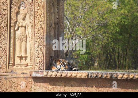 Tigre del Bengala dormire in ombra Foto Stock