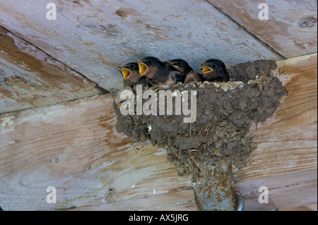 Barn Swallow (Hirundo rustica) pulcini chiamando dal proprio nido per essere alimentato Foto Stock