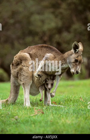 Grigio occidentale Canguro (Macropus fuliginosis) con joey nella sacca, Australia occidentale, Australia Foto Stock