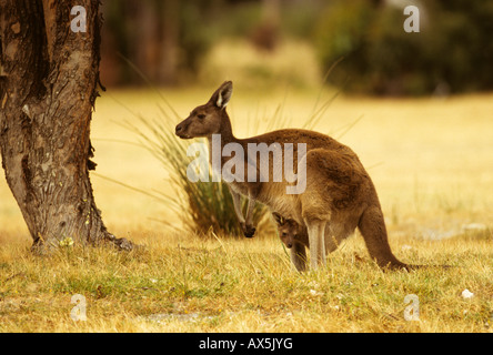 Grigio occidentale Canguro (Macropus fuliginosis) con joey nella sacca, Australia occidentale, Australia Foto Stock
