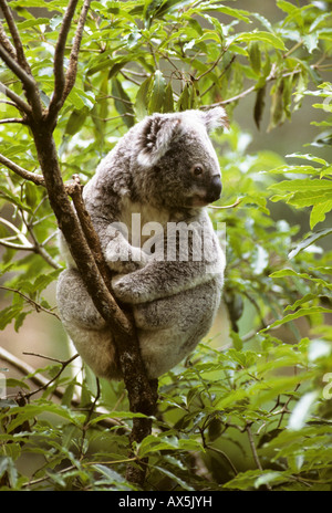 Koala (Phascolarctos cinereus) in un albero di eucalipto, Queensland, Australia Foto Stock