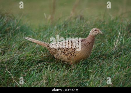 Fagiano (Phasianus colchicus) Foto Stock