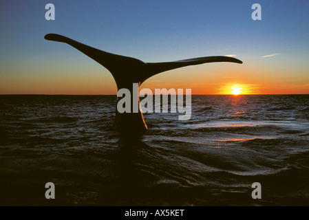 Balena Franca Australe (Eubalaena australis), penisola Valdez, Chubut Provincia, Argentina, Sud America Foto Stock