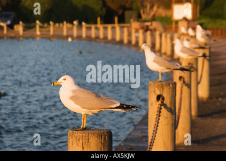 L'anello fatturati i gabbiani (Larus delawarensis) su pali di legno, Palo Alto Baylands preservare, la baia di San Francisco, California, Stati Uniti d'America Foto Stock