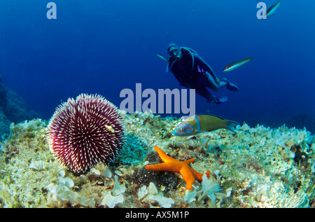 Commestibile europea dei ricci di mare (Echinus esculentus) e un seastar (S. Granularis), mare Mediterraneo Foto Stock