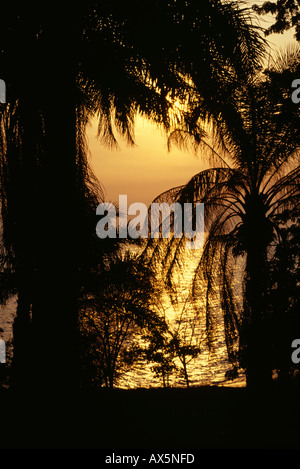 Il Burundi. Bellissimo tramonto in bronzo con palme che si stagliano contro il cielo e il Lago Tanganica. Foto Stock