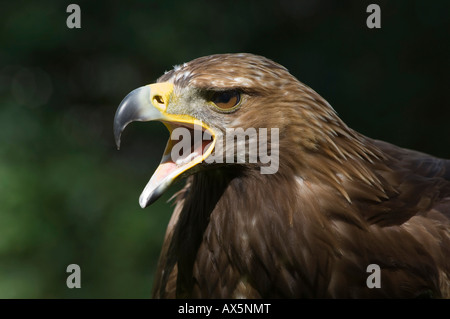 Ritratto di un aquila reale (Aquila chrysaetos) grida, Nord Tirolo, Austria, Europa Foto Stock