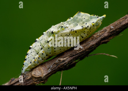 Di piccole dimensioni e di colore bianco pupe (Sarcococca rapae), Nord Tirolo, Austria, Europa Foto Stock