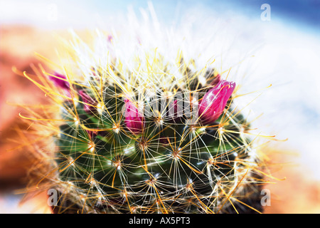 Spine e fiore di cactus, close-up Foto Stock