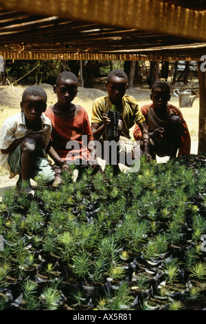 Fiume Chambeshi, Zambia. I bambini africani imparare circa la silvicoltura con le piantine di alberi in un vivaio. Foto Stock