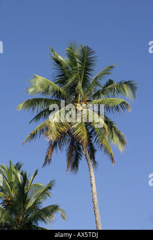 Palma da cocco (Cocos nucifera) in Tangalle, Sri Lanka, Asia Foto Stock