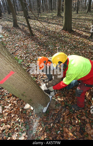 Chainsaw corso i partecipanti la pratica in una foresta Foto Stock