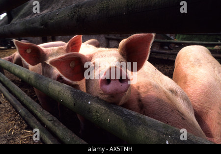 Maiali in una penna Foto Stock