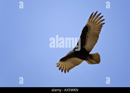 La Turchia Vulture (Cathartes aura), Cile, Sud America Foto Stock