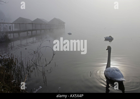 Cigni (Cygnus olor) e boathouses, Kochelsee (Lago Kochel) avvolta nella nebbia bavarese, pre-Alpi, Alta Baviera, Baviera, Foto Stock