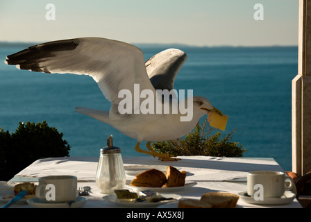 Giallo-zampe (gabbiano Larus michahelllis) poco prima di decollare, Cittanova, Istria, Croazia Foto Stock