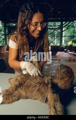 Maned bradipo (Bradypus torquatus) in via di estinzione, con vera Oliveira, ai progetti del centro di riabilitazione, Bahia, Brasile foresta atlantica Foto Stock