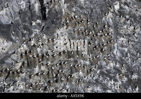 Colonia di sule settentrionale (Morus bassanus), Runde Island, Goksoeyr, Norvegia, Scandinavia, Europa Foto Stock