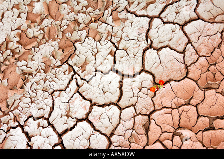 Secche riverbed, la grande scala monumento nazionale, Utah, Stati Uniti d'America Foto Stock