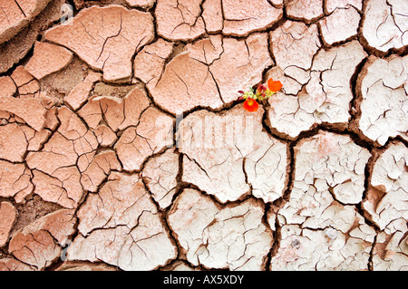 Secche riverbed, la grande scala monumento nazionale, Utah, Stati Uniti d'America Foto Stock