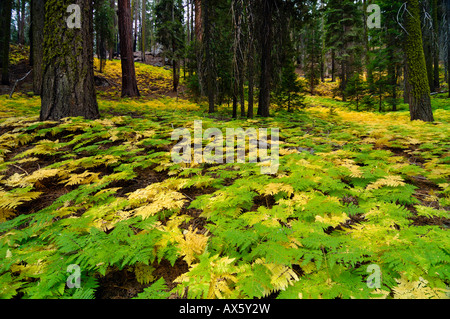 Fitto sottobosco di felce sul suolo della foresta nel parco nazionale di Sequoia, CALIFORNIA, STATI UNITI D'AMERICA Foto Stock