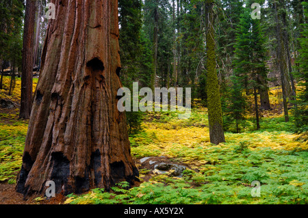 Sequoia gigante (Sequoiadendron giganteum) tronco di albero e le felci crescente sul suolo della foresta nel parco nazionale di Sequoia, California, Foto Stock