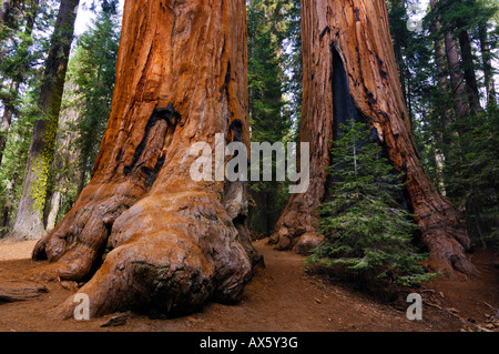 Sequoie giganti (Sequoiadendron giganteum), Sequoia National Park, California, Stati Uniti d'America Foto Stock