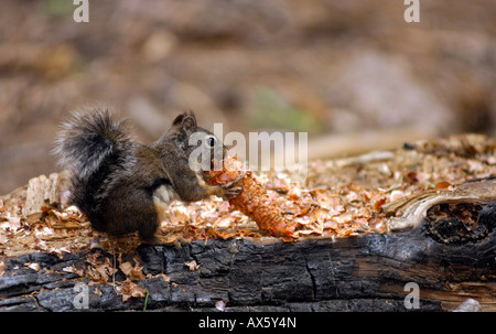 Douglas scoiattolo (Tamiasciurus douglasii) mangiare semi di sequoia, Sequoia National Park, California, Stati Uniti d'America Foto Stock