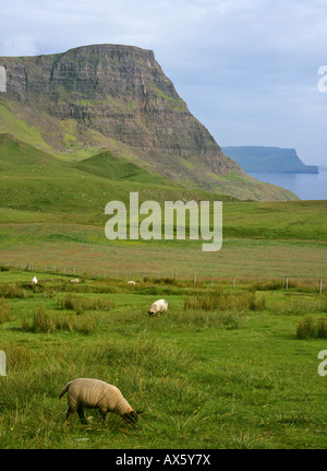 Sheep and Waterstein Head in the background, Neist Point, Isle of Skye, Scotland, UK, Europe Foto Stock