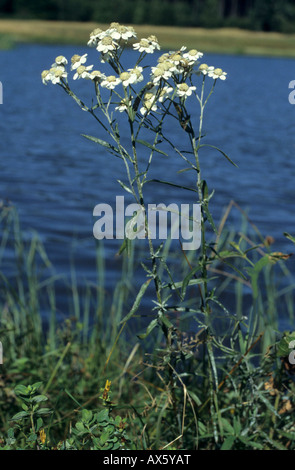 Yarrow comune (Achillea millefolium) Foto Stock