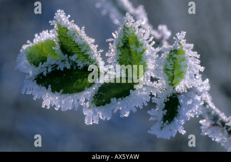 Bianco cristalli di brina su un selvatico ligustro (Ligustrum vulgare) Foto Stock