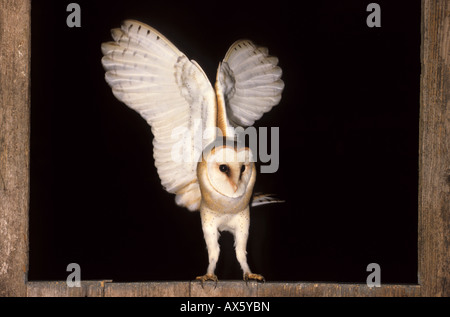 Comune di Barbagianni (Tyto alba) in corrispondenza di una finestra del granaio Foto Stock