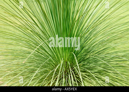 Austral erba Tree, Blackboy (Xanthorrhoea australis), Australia occidentale, Australia Foto Stock