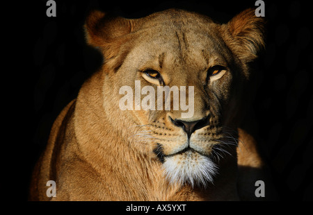 Ritratto di una leonessa (Panthera leo), Erfurt Zoo, Turingia, Germania, Europa Foto Stock