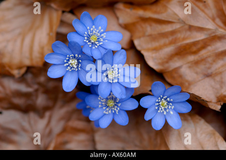 Kidneywort o Liverwort (Hepatica nobilis) spiata attraverso la caduta foglie, Nord Tirolo, Austria, Europa Foto Stock