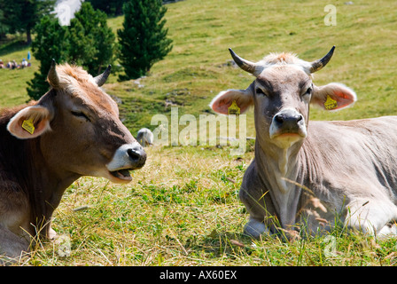 Due mucche (Bovinae) poggiante su un pascolo alpino in Bolzano, Italia, Europa Foto Stock