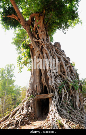 Jungle overgrowing Sambor Prei Kuk rovine di templi, Kompong Thom Provincia, Cambogia, sud-est asiatico Foto Stock