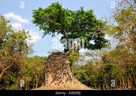 Jungle overgrowing Sambor Prei Kuk rovine di templi, Kompong Thom Provincia, Cambogia, sud-est asiatico Foto Stock