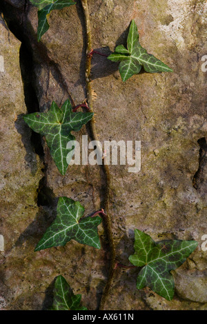 Edera (Hedera) crescente lungo una parete di roccia nei pressi di Hemer, Renania settentrionale-Vestfalia, Germania, Europa Foto Stock