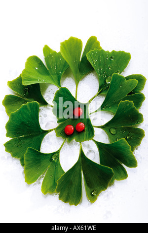 Foglie di Ginkgo e pillole, vista in elevazione, close-up Foto Stock