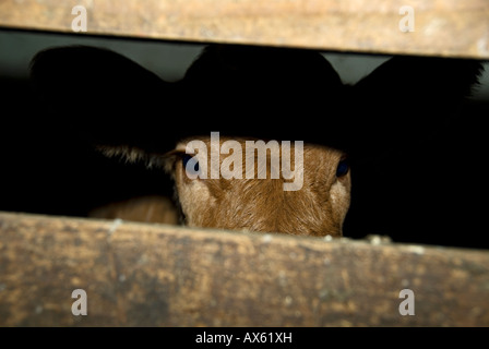 Stock Foto di una settimana di età Limousin vitello guardando attraverso una recinzione di legno Foto Stock